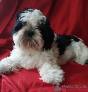 Zdjęcie №4. Sprzedam shih tzu w Ворзель. prywatne ogłoszenie - cena - 1355zł