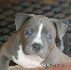 Zdjęcie №3. American Staffordshire Terrier Piękne Szczenięta. Czarnogóra