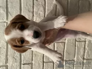 Zdjęcie №1. jack russell terrier - na sprzedaż w Cherepovets | negocjowane | Zapowiedź №43457