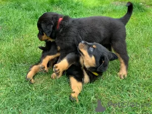 Zdjęcie №3. Piękne szczenięta rottweilera. USA