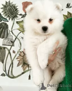 Zdjęcie №3. Samojed Samoyed szczenięta piesek suczka FCI. Polska