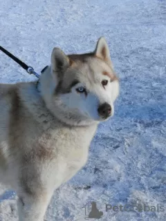 Dodatkowe zdjęcia: Husky Dymka szuka kochającej rodziny z męskim przywódcą!