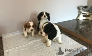 Zdjęcie №1. cavalier king charles spaniel - na sprzedaż w Дортмунд | Bezpłatny | Zapowiedź №123636