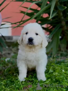 Dodatkowe zdjęcia: Golden retriever szczenięta