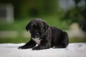 Dodatkowe zdjęcia: Urocze szczenięta Cane Corso