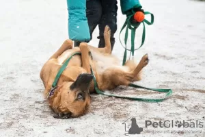 Zdjęcie №3. Ruda, szczera, zakochana. Federacja Rosyjska