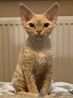 Dodatkowe zdjęcia: Devon Rex Cynamon