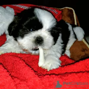 Zdjęcie №1. shih tzu - na sprzedaż w Richmond | negocjowane | Zapowiedź №42912