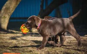 Dodatkowe zdjęcia: Urocze szczenięta labradora