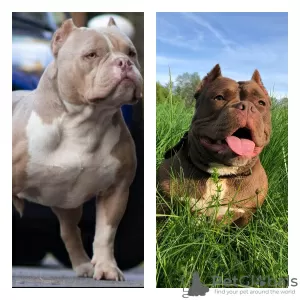 Zdjęcie №2 do zapowiedźy № 24622 na sprzedaż  american bully - wkupić się Białoruś prywatne ogłoszenie