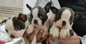 Dodatkowe zdjęcia: Szczenięta Boston Terrier