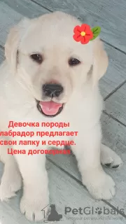 Zdjęcie №1. labrador retriever - na sprzedaż w Stary Oskol | negocjowane | Zapowiedź №20727