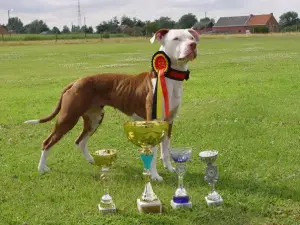 Zdjęcie №3. Handler w Tuła. (zawodowy hodowca z dużym przedszkolem) w Federacja Rosyjska