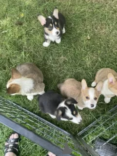 Zdjęcie №3. Sprzedam szczenięta Pembroke Welsh Corgi. Niemcy