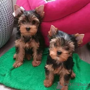 Zdjęcie №1. yorkshire terrier - na sprzedaż w Petersburg | negocjowane | Zapowiedź №10105