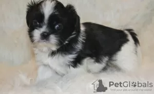 Zdjęcie №1. shih tzu - na sprzedaż w Gelsenkirchen | Bezpłatny | Zapowiedź №101851