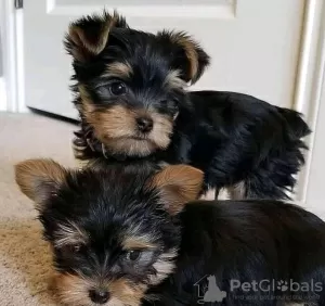 Zdjęcie №2 do zapowiedźy № 80049 na sprzedaż  yorkshire terrier - wkupić się Australia prywatne ogłoszenie