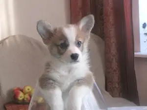 Zdjęcie №1. welsh corgi - na sprzedaż w Mińsk | 3272zł | Zapowiedź №1357