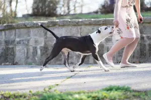 Zdjęcie №3. Dostępne szczenięta rasy American Staffordshire Terrier. Serbia