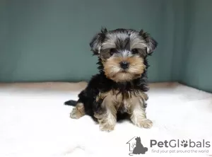 Zdjęcie №3. Chłopiec Yorkshire terrier. Federacja Rosyjska