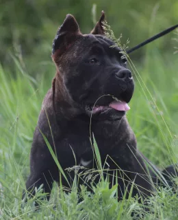 Dodatkowe zdjęcia: Cane Corso