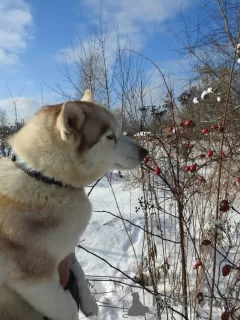 Dodatkowe zdjęcia: Husky Dymka szuka kochającej rodziny z męskim przywódcą!