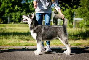 Zdjęcie №1. alaskan malamute - na sprzedaż w Mińsk | Negocjowane | Zapowiedź №2884