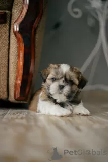 Dodatkowe zdjęcia: Sprzedaż szczeniaka shih tzu w Charkowie.