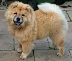 Zdjęcie №3. szczenięta chow chow do adopcji. Niemcy