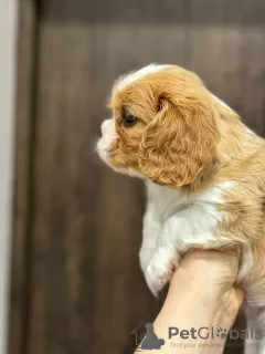 Dodatkowe zdjęcia: Szczenięta Cavalier King Charles Spaniel