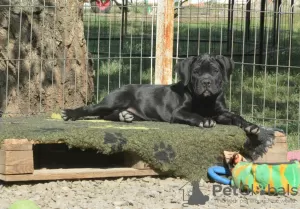 Zdjęcie №1. cane corso - na sprzedaż w Москва | negocjowane | Zapowiedź №23881