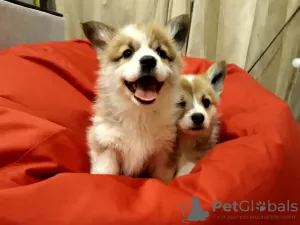 Zdjęcie №1. welsh corgi - na sprzedaż w Grodno | 2990zł | Zapowiedź №18070