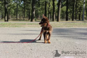 Dodatkowe zdjęcia: Rosyjska zabawka długowłosa z dokumentami KSU, zaszczepiona, chip!