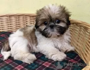 Zdjęcie №2 do zapowiedźy № 30195 na sprzedaż  shih tzu - wkupić się Niemcy 