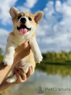 Zdjęcie №1. welsh corgi - na sprzedaż w Orenburg | 5157zł | Zapowiedź №25879