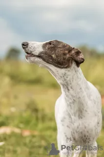 Dodatkowe zdjęcia: Szczeniak Greyhounda