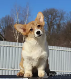 Dodatkowe zdjęcia: walijski corgi pembroke