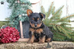 Zdjęcie №1. yorkshire terrier - na sprzedaż w Oberhausen | 2553zł | Zapowiedź №63831