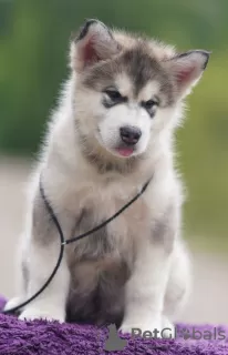 Zdjęcie №3. Alaskan malamute szczenięta. Białoruś