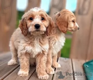 Zdjęcie №1. cocker spaniel amerykański - na sprzedaż w Wilno | 1465zł | Zapowiedź №36108