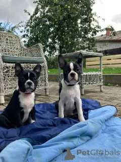 Dodatkowe zdjęcia: Boston Terrier FCI