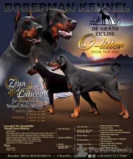 Zdjęcie №4. Sprzedam doberman w Czernigow. prywatne ogłoszenie, od żłobka, hodowca - cena - negocjowane