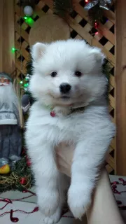 Dodatkowe zdjęcia: Samoyed Puppies Bear