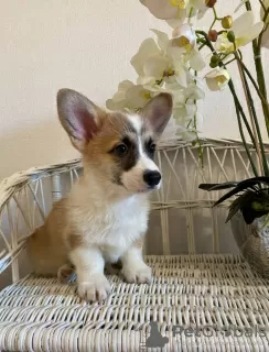 Dodatkowe zdjęcia: Welpen von Corgi