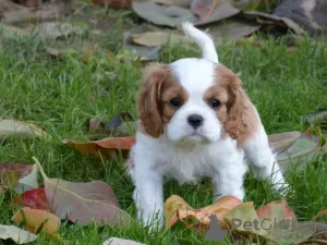 Zdjęcie №1. cavalier king charles spaniel - na sprzedaż w Frýdek-Místek | negocjowane | Zapowiedź №96497