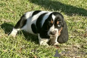 Zdjęcie №1. basset hound - na sprzedaż w Вашингтон | negocjowane | Zapowiedź №110080