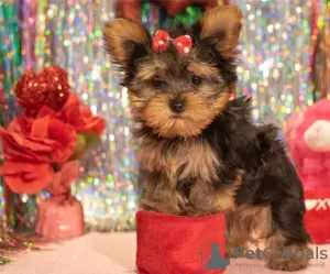 Zdjęcie №1. yorkshire terrier - na sprzedaż w Aalst | 2575zł | Zapowiedź №55878