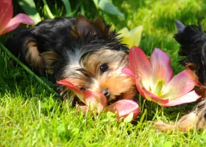 Zdjęcie №1. yorkshire terrier - na sprzedaż w Podolsk | 2723zł | Zapowiedź №2734