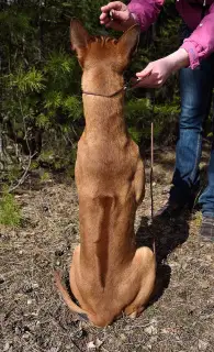 Dodatkowe zdjęcia: Tajskie szczeniaki rasy ridgeback. Mińsk, Białoruś.