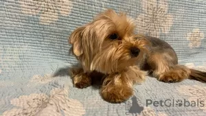 Zdjęcie №1. yorkshire terrier - na sprzedaż w Monachium | 1674zł | Zapowiedź №105359